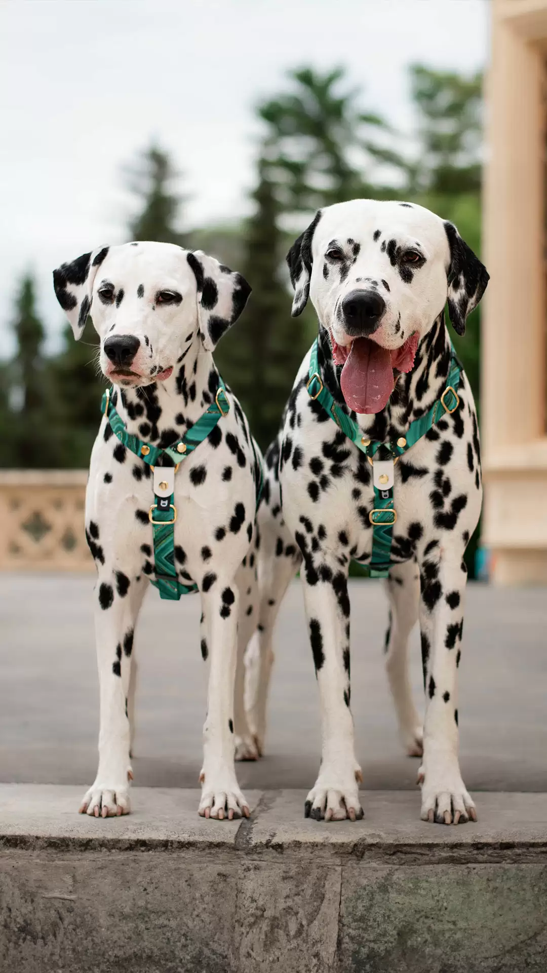 /images/photos/collections/cyl-jade-3.jpg - CYL 3
