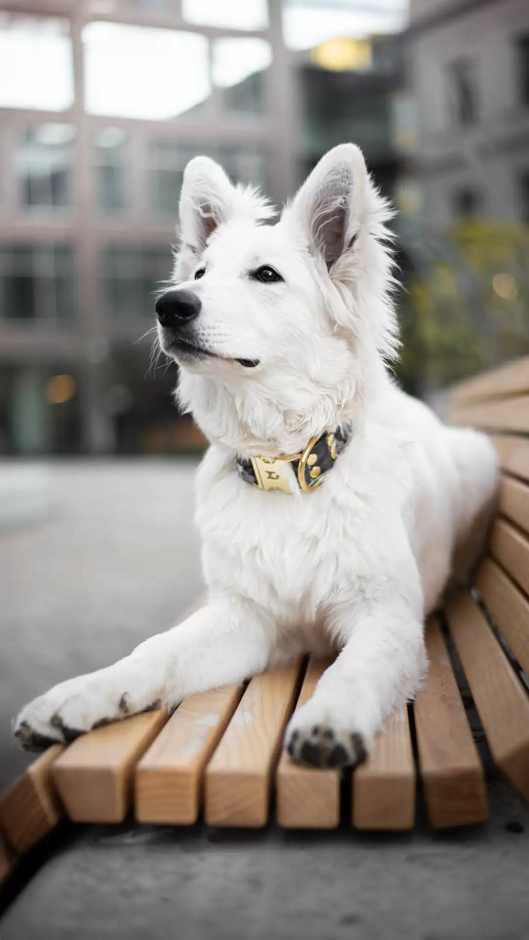 /images/photos/collections/cyl-onyx-2.jpg - CYL 2
