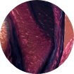 Kollektionen: Burgundy