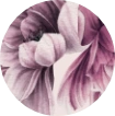 Kollektionen: Magnolia