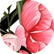 Kollektionen: Roses